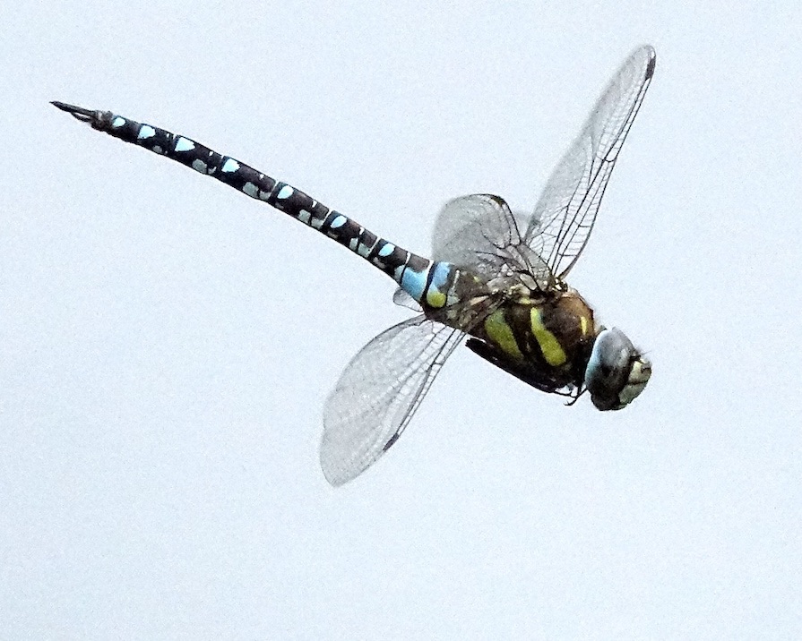 migrant hawker